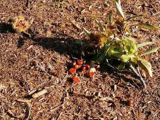 Castagne 