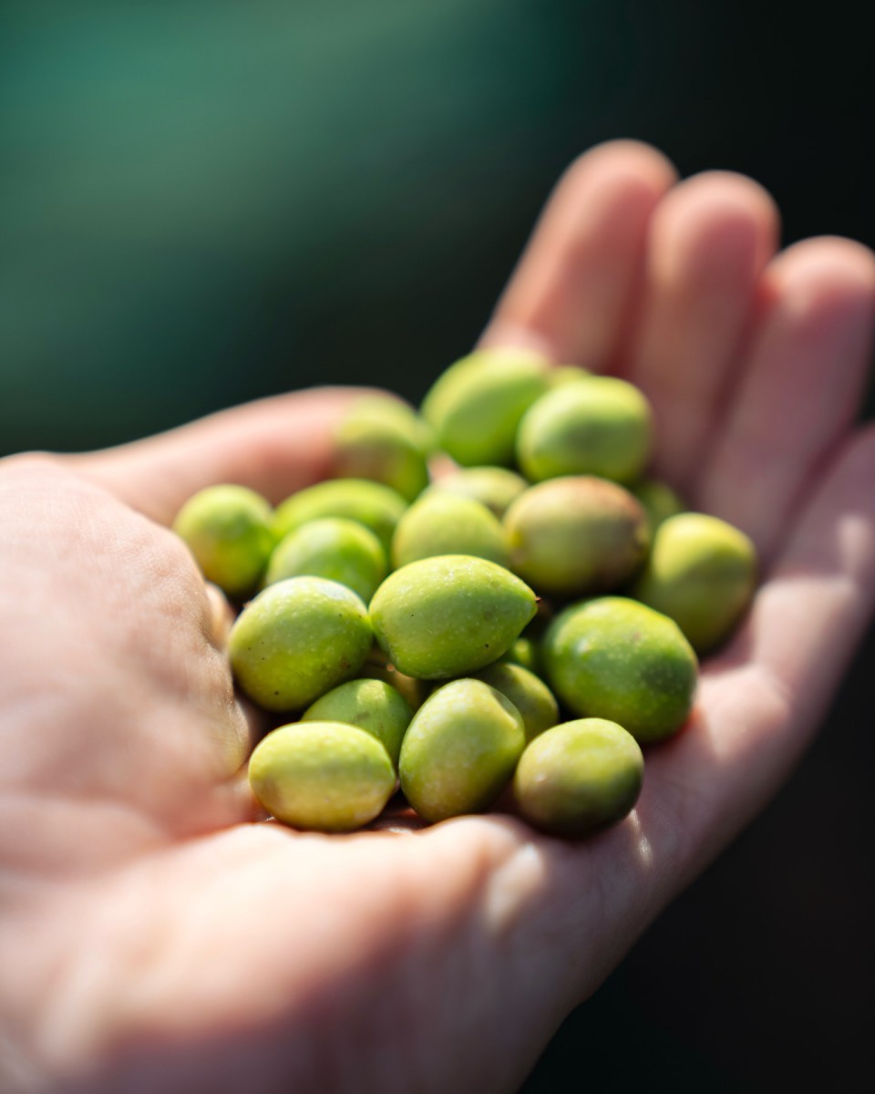 Olive