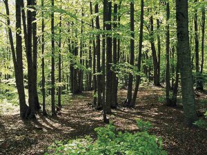 Bosco di Corleto Monforte
