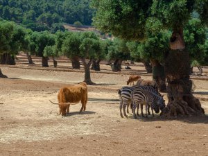 Zoosafari e Fasanolandia