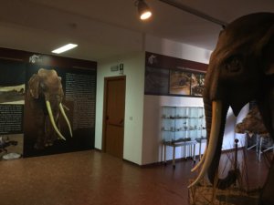 Museo Naturalistico e Paleontologico