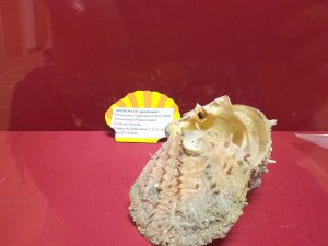 Museo di Paleontologia e Scienze Naturali dell'Aspromonte