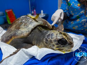 Centro di recupero delle tartarughe marine