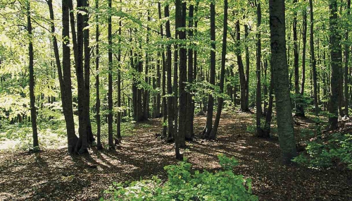 Bosco di Corleto Monforte