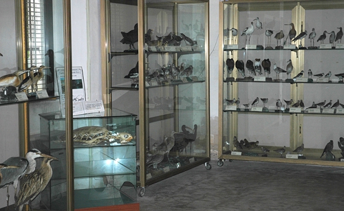 Museo di Storia Naturale del Salento 