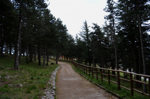 Percorso Ciclabile Pineta San Francesco