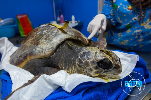 Centro di recupero delle tartarughe marine