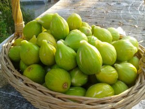 Festa della Fica – Il dolce simbolo dell’estate salentina 2025