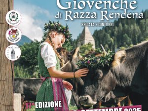 Giovenche di razza Rendena – Sfilata e dintorni