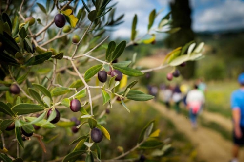 Festa dei Frantoi e dei Castelli