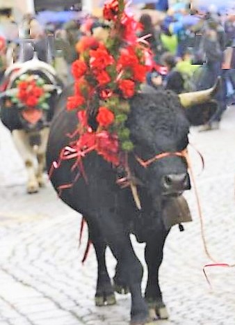 Devétéya di Cogne - Festa della transumanza