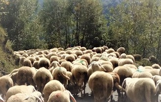 Transumanza verso Morterone - Patrimonio UNESCO