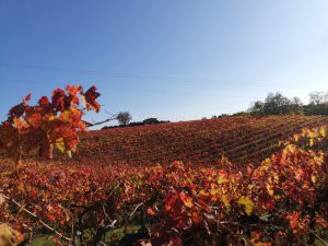 Escursioni a piedi ed in MTB sui Sentieri del Gusto