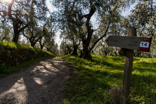 La Strada Verde - Alla Casa Natale di Leonardo