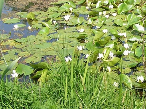 Itinerario Campo Ligure - Giardino botanico Pratorondanino