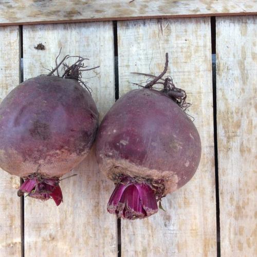 Foto Rape rosse Barbabietole BIO 5kg